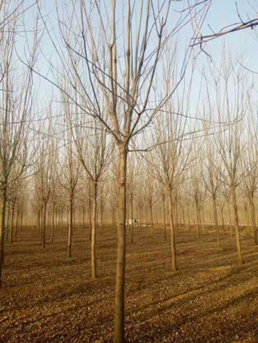 點擊查看詳細信息<br>標題：白蠟 閱讀次數：3130